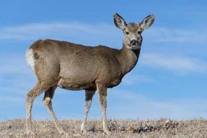 vilda djur i Colorado. vilda rådjur på högslätten i Colorado. mule rådjur doe på en gräsbevuxen kulle. foto