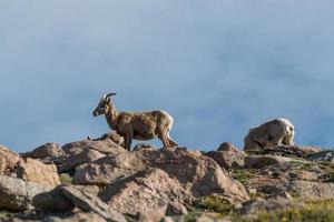 vilda colorado steniga berg bighorn får foto