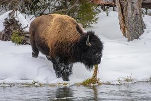 amerikansk bison på firehole floden i Yellowstone nationalpark. vinterscen. foto