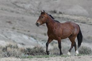 vilda mustanghästar i Colorado foto