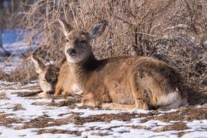 två mule rådjur vilar i vinter borste. vilda djur i Colorado. vilda rådjur på högslätten i Colorado foto
