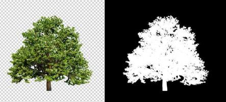 träd på transparent bakgrundsbild med urklippsbana foto