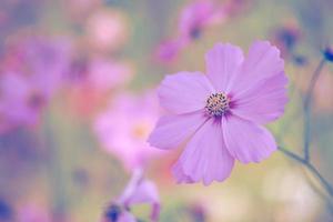 kosmos blomma vintage stil suddig bakgrund foto