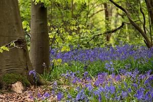 blåklockor i staffhurst skog nära oxted surrey foto