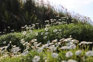 ett fält av tusensköna blommor på grön äng foto