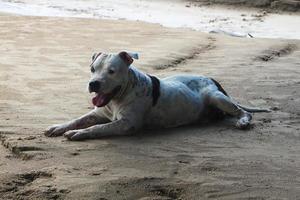 vit pitbull hund liggande på stranden. foto