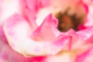 bakgrund naturliga rosenblad rosa oskärpa foto