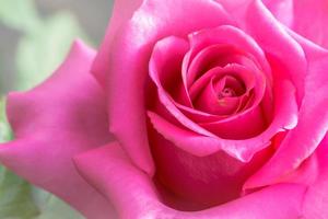 bakgrund natur blomma valentine rosa ros foto
