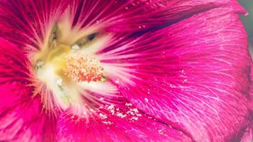 bakgrund natur blomma. röda och rosa blommor foto