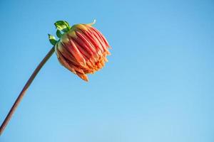 bakgrund natur blomma dahlia orange, rosa blommor foto