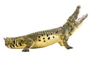 krokodil på isolerad bakgrund foto