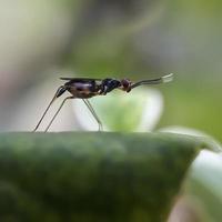 makroinsekter, fjärilar, nattfjärilar, flugor, myggor, larver, mantis på kvistar, bladblommor med naturlig bakgrund foto