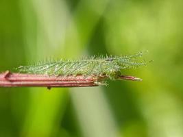 makroinsekter, fjärilar, nattfjärilar, flugor, myggor, larver, mantis på kvistar, bladblommor med naturlig bakgrund foto