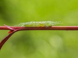 makroinsekter, fjärilar, nattfjärilar, flugor, myggor, larver, mantis på kvistar, bladblommor med naturlig bakgrund foto