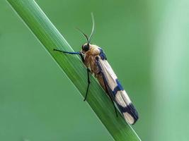 makroinsekter, fjärilar, nattfjärilar, flugor, myggor, larver, mantis på kvistar, bladblommor med naturlig bakgrund foto