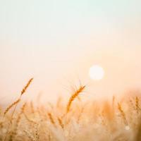 gyllene vetefält med solnedgångbakgrund. foto