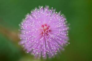 mimosa blommar på morgonen foto