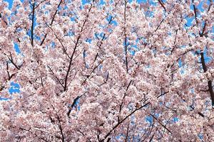 blommor körsbär blommar på vårens körsbärsträd och bakgrunden är himlen, naturen foto