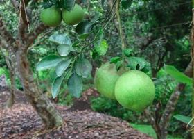 färsk pomelo hängande på träd, naturlig citrusfrukt. säsongens frukt koncept. foto