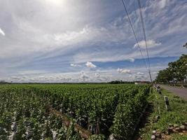 utsikt över gurka fält i solig dag mot bakgrund av ljusblå himmel och vita moln, landsbygd scen foto