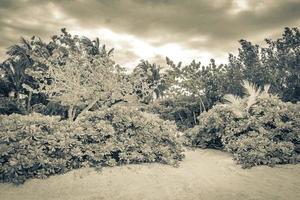 semesterorter och tropisk natur landskap view holbox mexico. foto