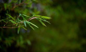 gröna bambuträd under regnperioden i thailand grön bambu, naturligt koncept foto