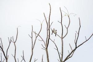 2 fåglar hänger på en gren av träd som inte löv. vit bakgrund. foto