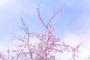 vackra körsbärsblommor sakura träd blommar på våren i slottsparken, kopieringsutrymme, närbild, makro. foto