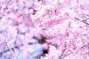 vackra körsbärsblommor sakura träd blommar på våren i slottsparken, kopieringsutrymme, närbild, makro. foto