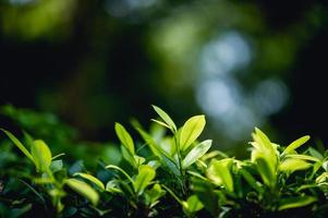 gröna teblad som är vackra och gröna, naturligt vackra, gröna teblad foto