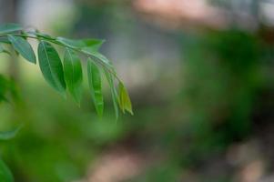 gröna löv finns i det gröna området under regnperioden. rikliga naturliga koncept foto