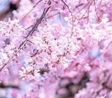 vackra körsbärsblommor sakura träd blommar på våren i slottsparken, kopieringsutrymme, närbild, makro. foto