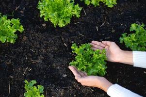 händer och sallad av trädgårdsmästare konceptet att odla ekologiska grönsaker foto