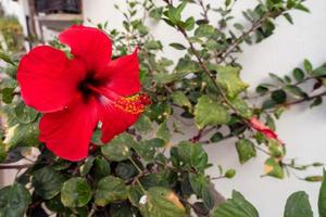 röd hibiskus som blommar i mogan, gran canaria foto