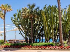kaktusar växer i estepona, Spanien den 5 maj 2014 foto
