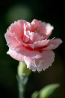 rosa nejlika som blommar i en engelsk trädgård foto