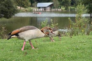 egyptisk gås vid sjön foto