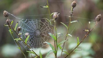 spindelnät glittrande av vattendroppar från höstdaggen foto