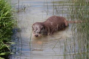 eurasisk utter i naturliga livsmiljöer foto