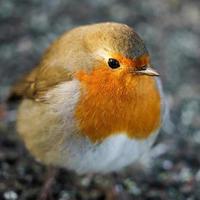 robin på marken foto