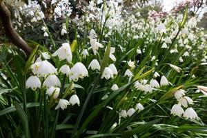 snödroppar som blommar i april i västra sussex foto