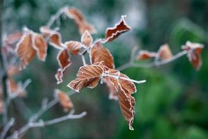 frusna löv av ett bokträd täckt med frost foto