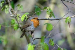 robin ser alert i ett träd en kall vårdag foto