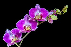 en spray orkidéblommor foto