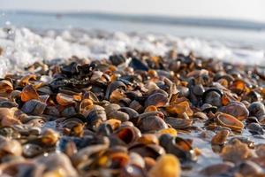 snäckor spolats upp på stranden med vågor foto