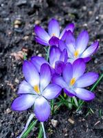 blå krokus som blommar i östra grinstead foto