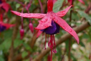 regndroppar på fuchsiablommor foto