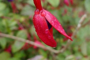 regndroppar på fuchsiablommor foto