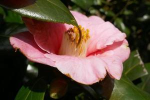 rosa enkel camellia foto