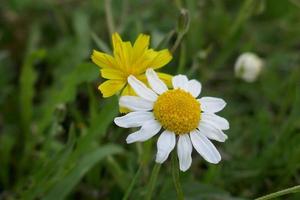 vita kamomillblommor på väg att vissna foto